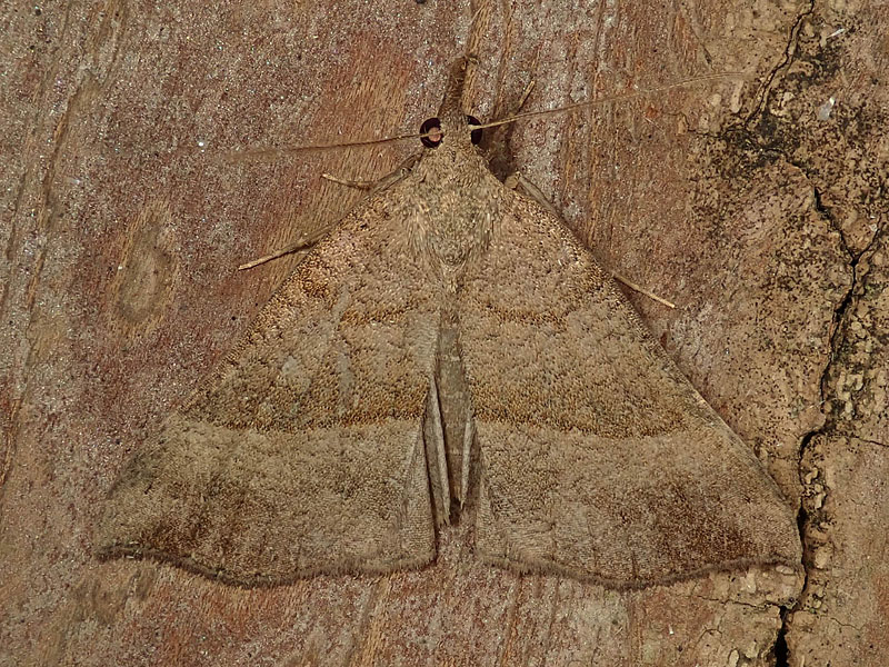 Erebidae: Hypena  proboscidalis